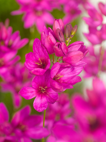 Ixia mabel