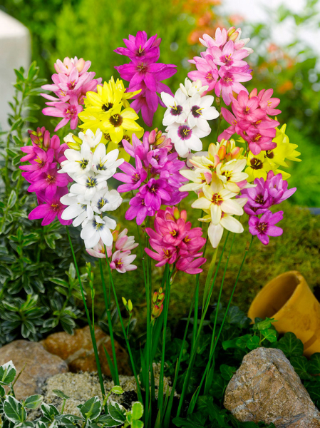 Ixia gemengd