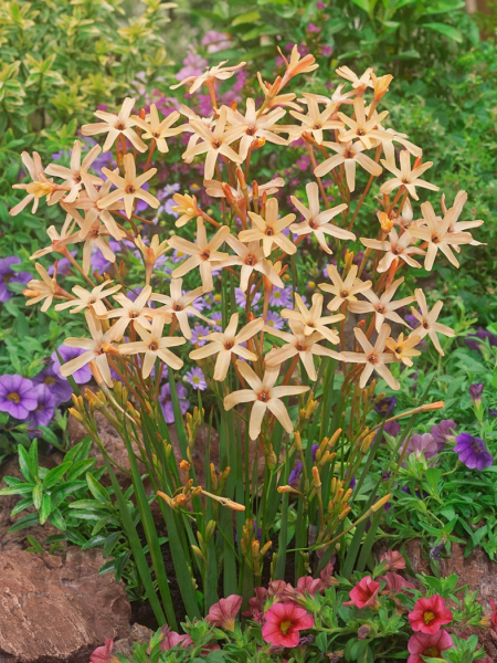 Ixia paniculata eos