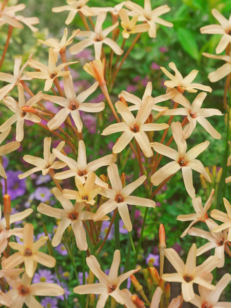 Ixia paniculata eos
