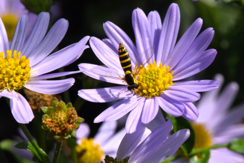 Kalimeris blue star incisa