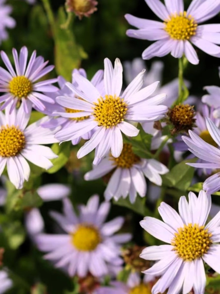 Kalimeris blue star incisa