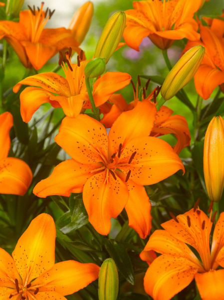 Aziatisch oranje