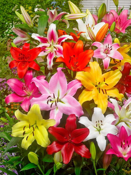 Pluktuin mix