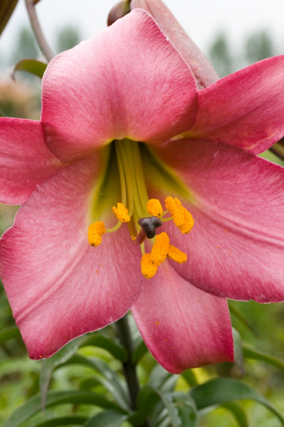 Pink perfection