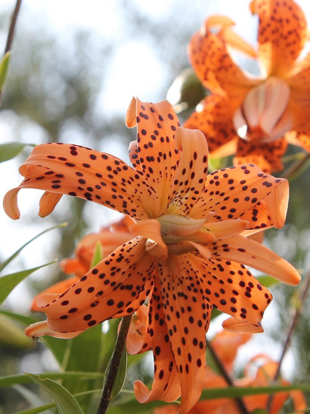 Flore pleno