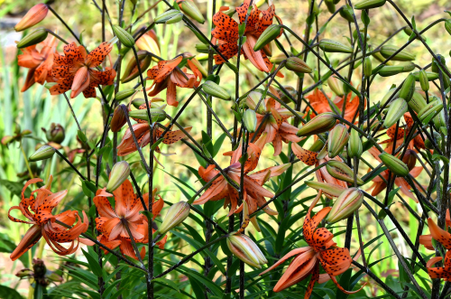 Flore pleno
