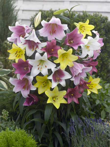 Longiflorum gemengd