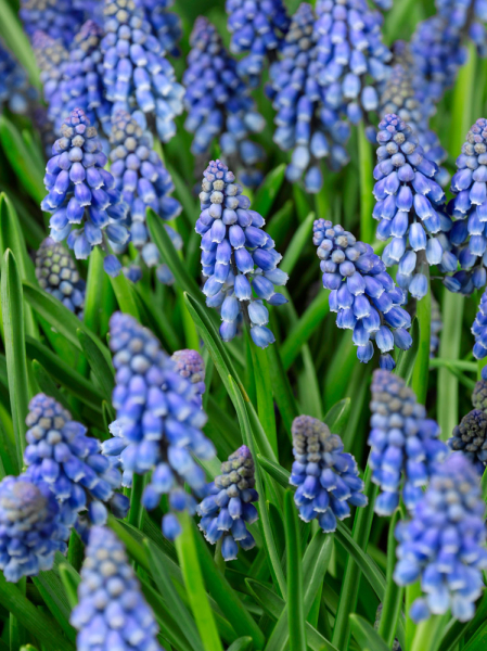 Muscari armeniacum