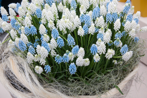 Muscari gemengd
