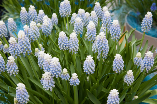 Muscari gemengd