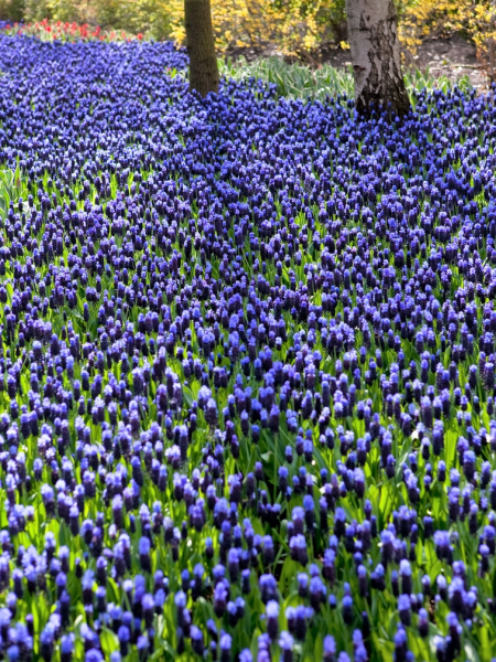 Muscari latifolium