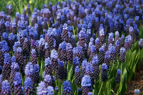 Muscari latifolium