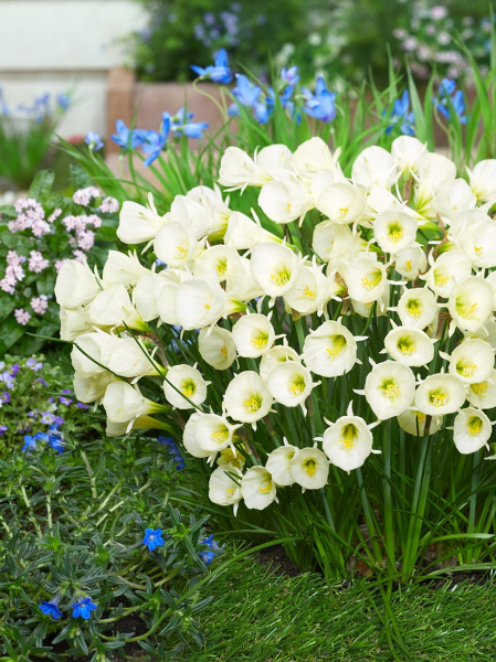 Arctic bells bulbocodium