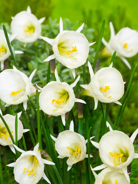 Arctic bells bulbocodium