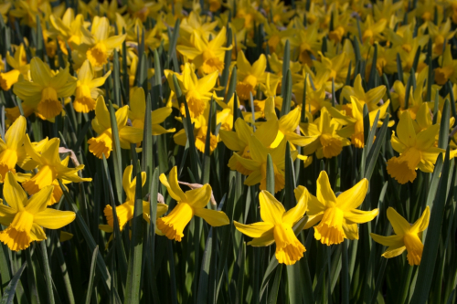 February gold
