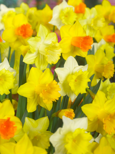 Grandes fleurs en mÉlange