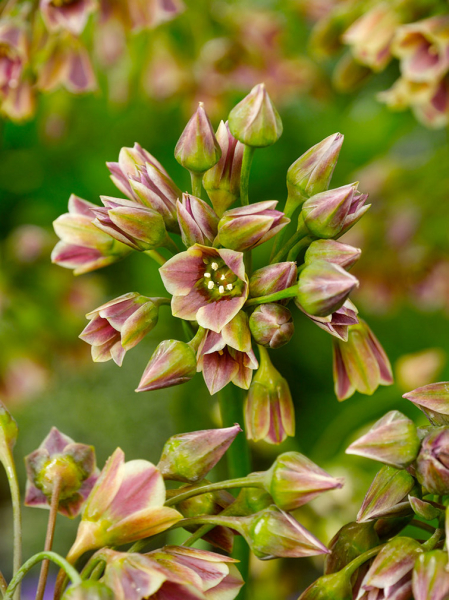 Nectaroscordum siculum (allium bulgaricum)