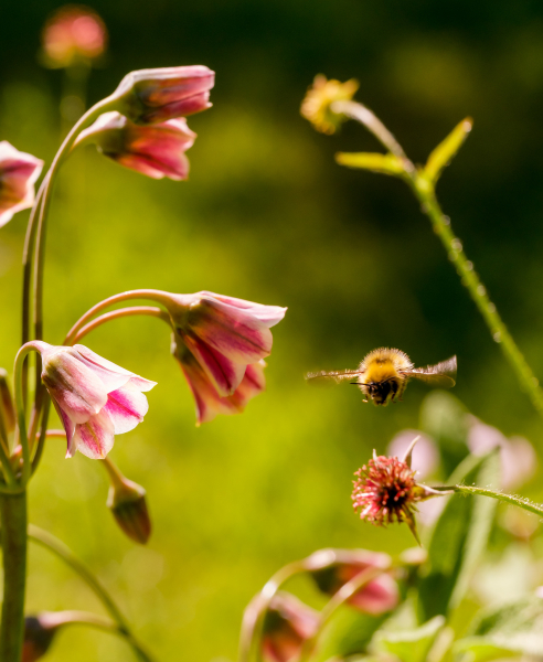 Nectaroscordum siculum (allium bulgaricum)
