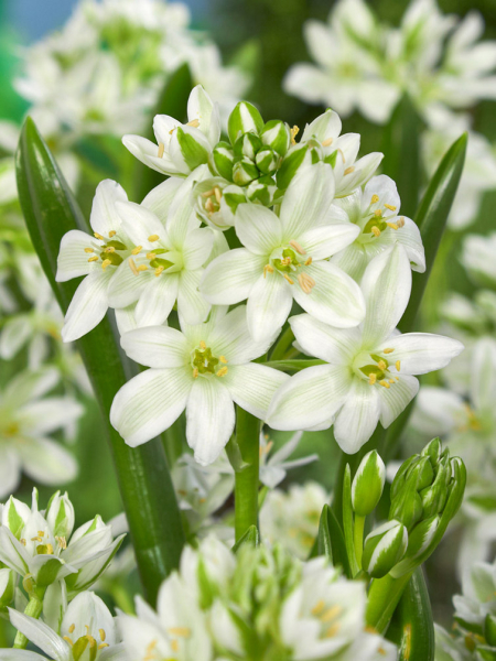 Ornithogalum balansae (oligophyllum)