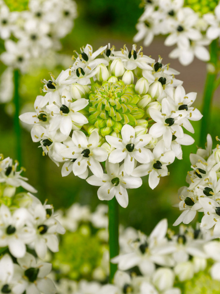 Ornithogalum saundersiae