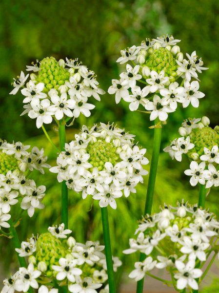 Ornithogalum saundersiae