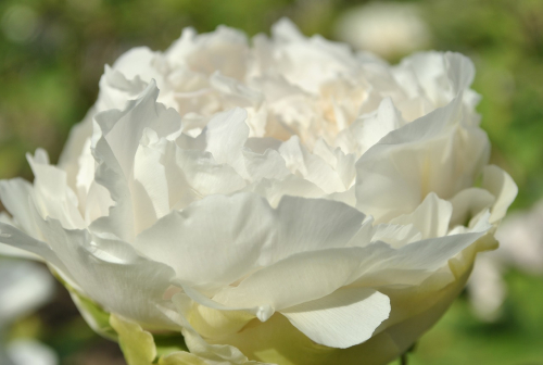 Paeonia duchesse de nemours