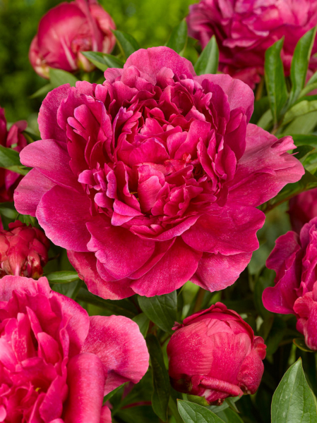 Paeonia kansas