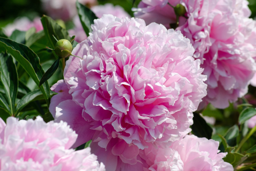 Paeonia sarah bernhardt