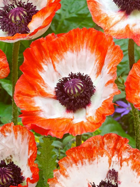 Papaver picotee