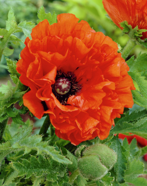 Papaver may queen orient.