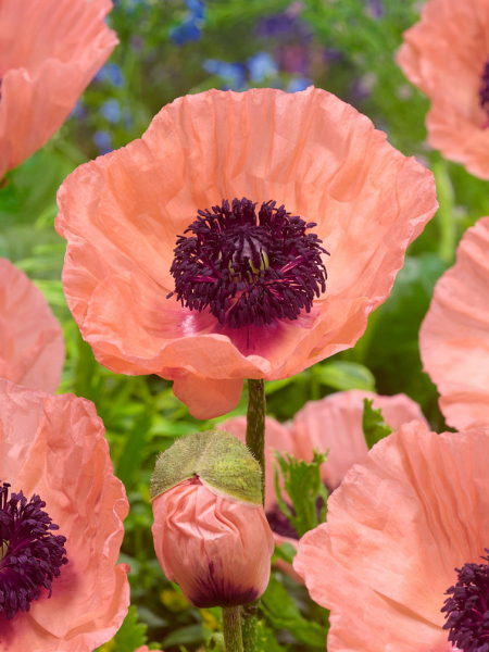 Papaver helen elisabeth