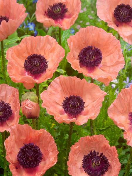 Papaver helen elisabeth