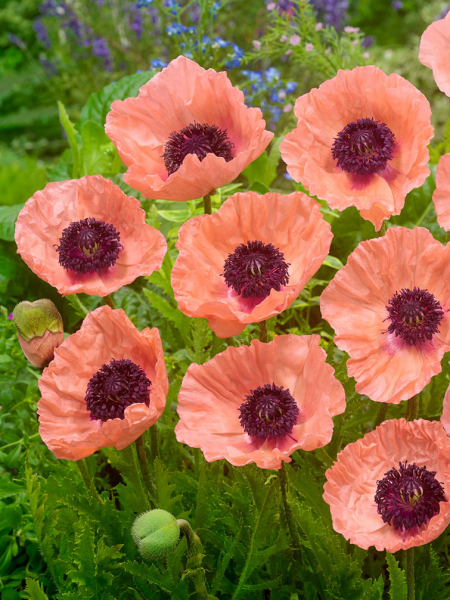 Papaver helen elisabeth