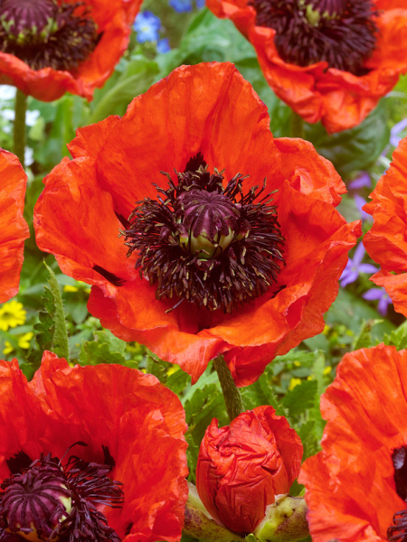 Papaver turkenlouis orientale
