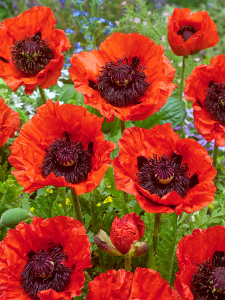 Papaver turkenlouis orientale