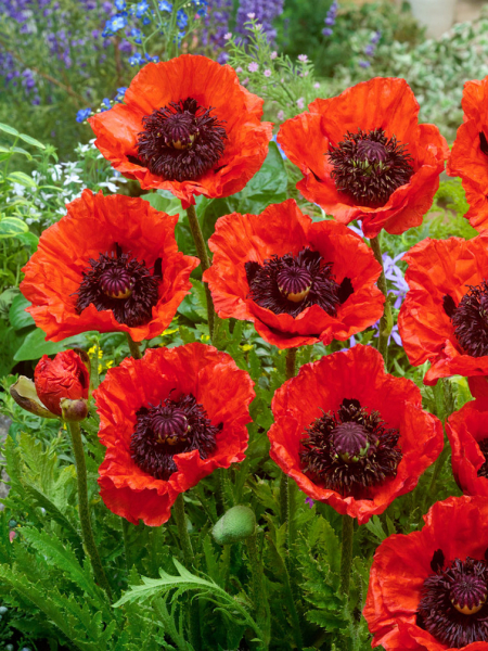 Papaver turkenlouis orientale