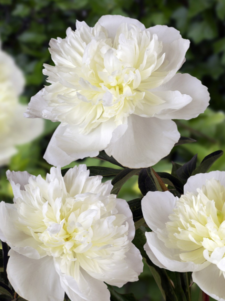 Paeonia duchesse de nemours