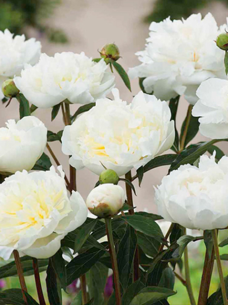 Paeonia duchesse de nemours