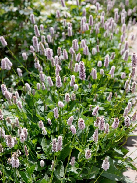 Persicaria bistorta superba
