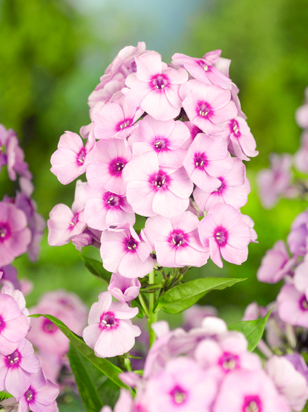 Phlox bright eyes