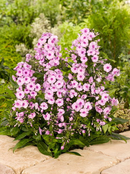 Phlox bright eyes