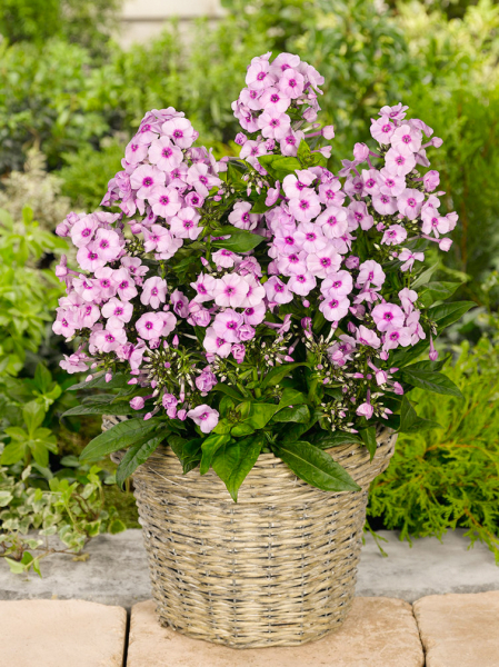 Phlox bright eyes