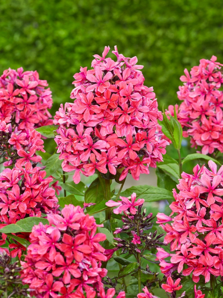 Phlox starfire
