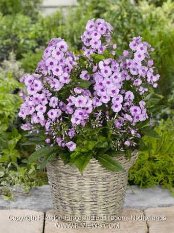 Phlox europe paniculata