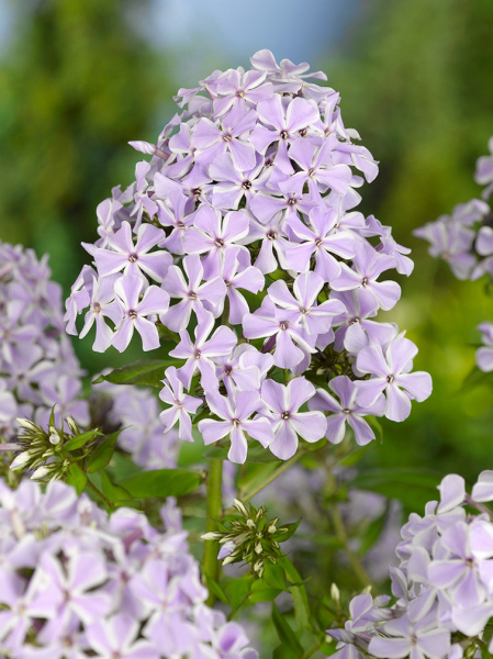 Phlox lilac time