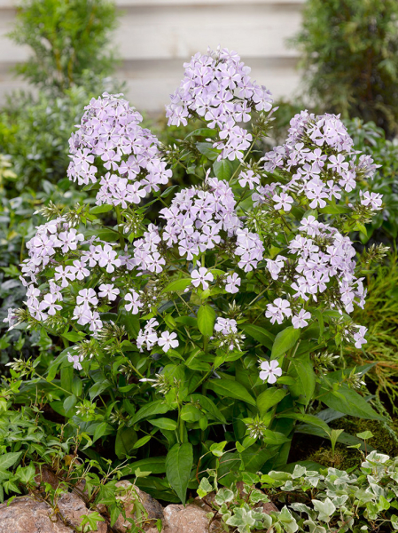 Phlox lilac time