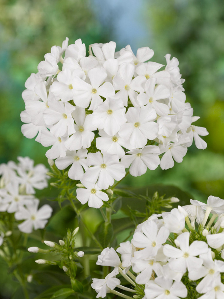 Phlox white admiral
