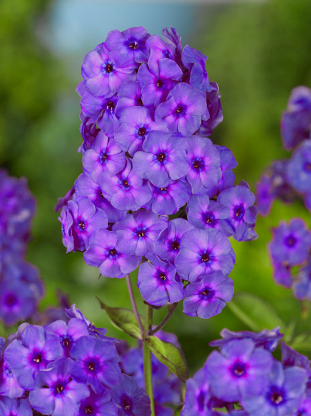 Phlox amethyst