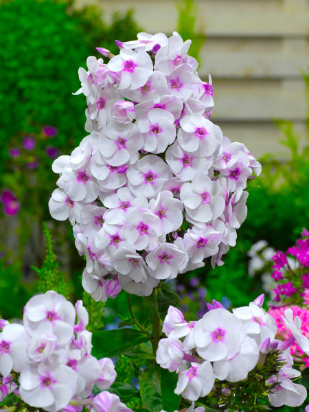Phlox europe paniculata